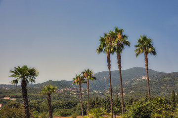Corsica landscape with palms, France.