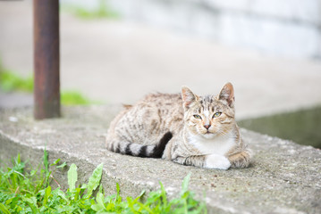 A small striped kitten lies on the concrete curb near the house.