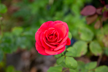 a beautiful rose in the garden
