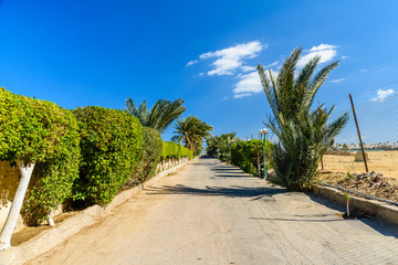 Green palm trees along the road to the beach