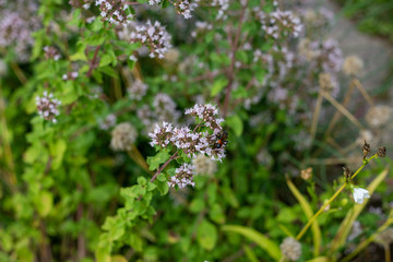 bees seeds on small white bleeds pollen