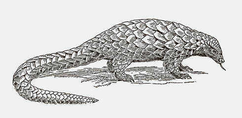 Threatened long-tailed, black-bellied pangolin phataginus tetradactyla covered with scales. Illustration after engraving from 19th century