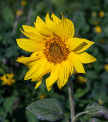 Yellow flower in the field