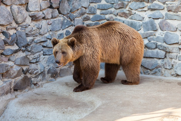 Brown bear at the zoo