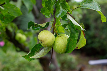 green apples are hanging from the branches and ready to be picked