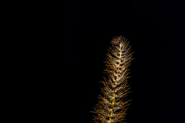The tick on the dry grass pulls out the front legs waiting for the host. Arachnid suspected of transmitting serious infectious diseases of humans and animals.
