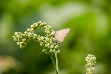Butterfly on the flower with Green background