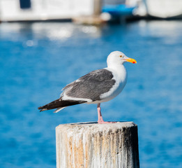 Seagull Lounging On Concrete Piling