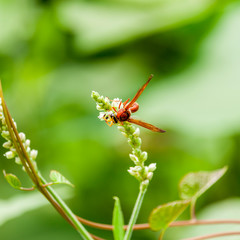 Vimrul on the Wildflower with Green Background