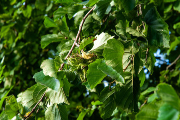 nut with spiny husk of a turkish hazel