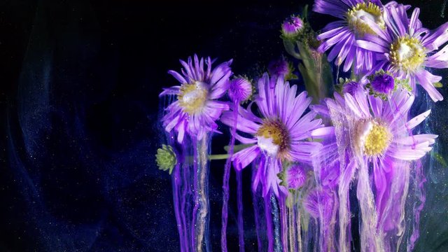 Michaelmas Daisy or New York Aster. Purple flower. Acrylic colors and ink in water.