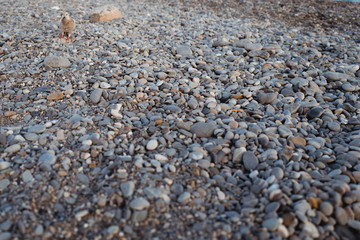 stones on the beach