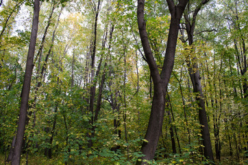 Fototapeta premium trees in the forest