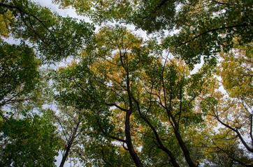 tree with green leaves