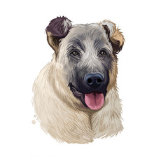 Obraz premium Kangal Dog, Kangal Shepherd Dog, Sivas Kangal, Turkish Kangal, Anatolian Shepherd dog digital art illustration isolated on white background. Turkey origin guardian dog. Pet hand drawn portrait.