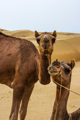 two camels near the desert in jaisalmer, rajasthan, india
