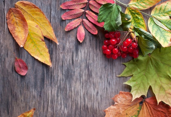 Naklejka na ściany i meble on a gray wooden background lie dry yellow leaves and red berries of viburnum