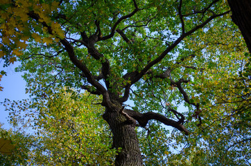 Fototapeta premium tree with green leaves