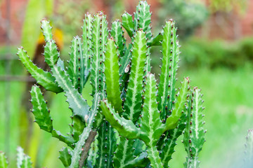 Cactus Plants