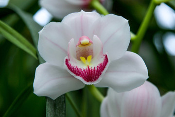 A flower of the white orchid