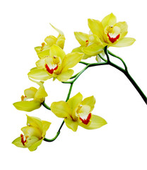 A bunch of yellow orchids isolated on white