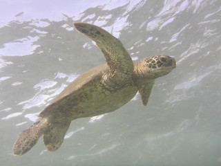 Sea turtle swimming in the ocean