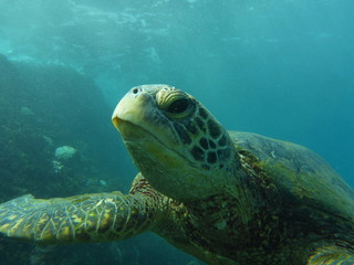 Fototapeta premium Sea turtle swimming in the ocean