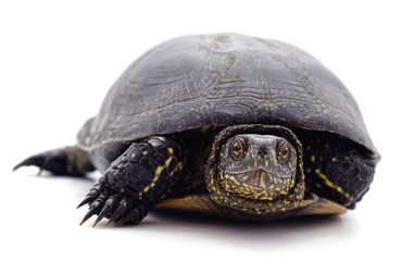 Wild black turtle.