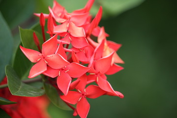 Red Ixora Flower