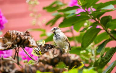 House sparrow