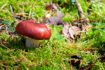 Lonely mushroom with a bright hat close-up. Red mushroom hat among green moss and yellow leaves in the forest.