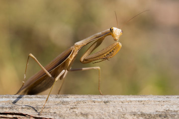 A female mantis. Predatory insect. Mimicry - brown color of Imago and wooden board.