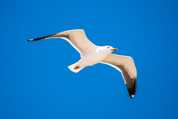 Möve