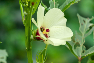 Okra Seeds, Okra Flower