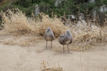 Baby Sea gulls on La jolla beach
