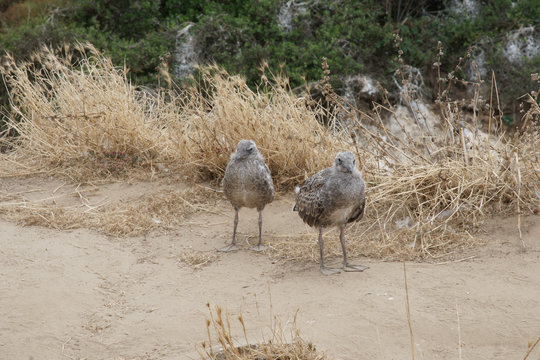 Baby Sea gulls on La jolla beach