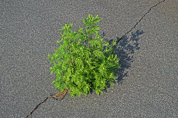 Weeds growing in crack of asphalt