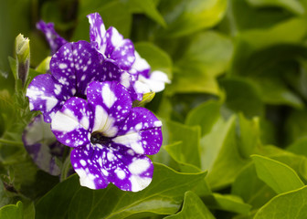 petunias surrounded by a sea of green leaves
