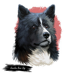 Karelian Bear Dog, KBD, Karjalankarhukoira, Karelsk Bjornhund dog digital art illustration isolated on white background. Finland origin working dog. Pet hand drawn portrait. Graphic clip art design.