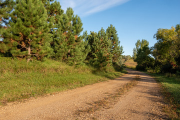 gravel road with pine tress