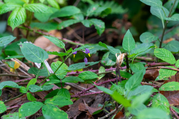 Deadly Nightshade flowers in woodland
