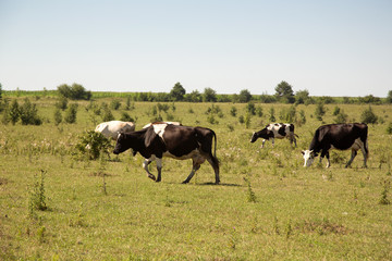 Cows walking on the field and grazing.