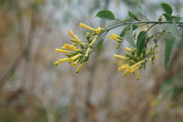 Yellow flowers, selective focus.