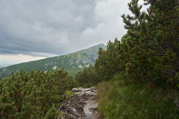 Stony pathway or footpath in deep virgin forrest of dwarf mountain pine, in latin pinus mugo, in higher parts of highest Slovakian mountains the High Tatras or Vysoke tatry during cloudy and rainy day