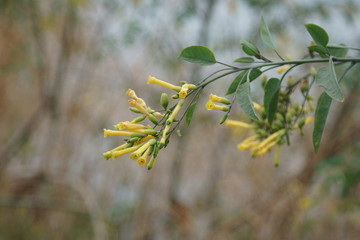 Yellow flowers, selective focus.