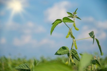 A young soybean plant with pods reaches for the sun in a field on a sunny day against a blue sky with clouds.