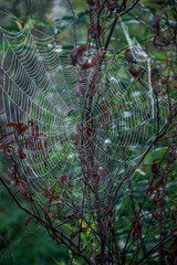 morning dew on a spider web