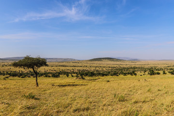 african savannah africa kenia sunny