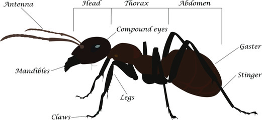 The structure of the ant. Anatomy of an ant, Educational material.