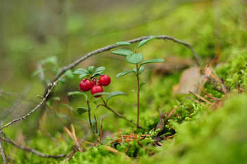 Wild Lingonberry and Reindeer moss in forest. Red cowberry in nature